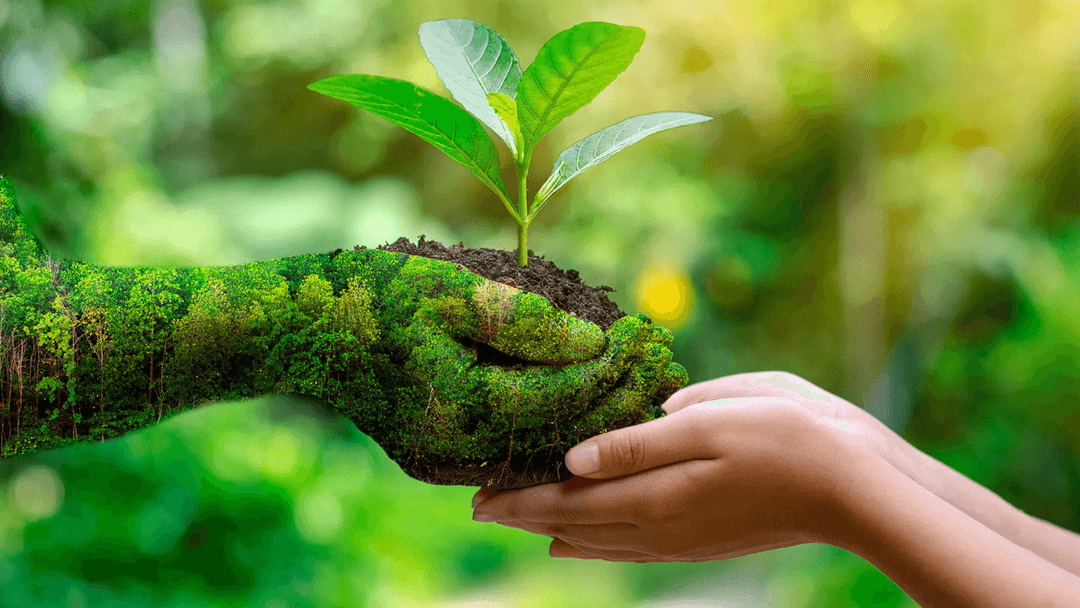 Sustainability and nature